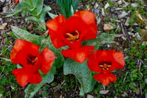 What’s Blooming at WVBG?